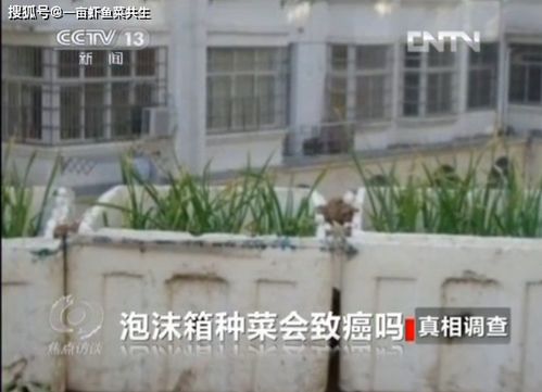 泡沫箱小鱼池设计效果图，DIY创意鱼池制作指南