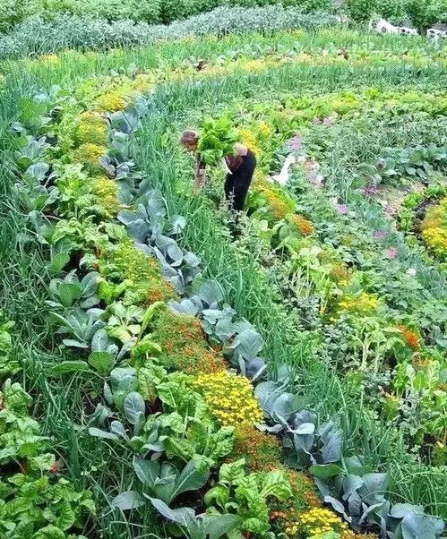 西红柿菜地设计效果图大全，视觉盛宴的种植美景