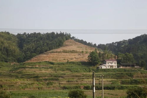 乡村茶园设计效果图大全集 乡村茶园设计效果图大全，打造理想田园风光 