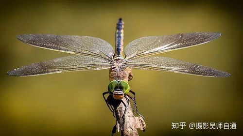 仿生机械蜻蜓的设计方案_蜻蜓仿生设计手绘图